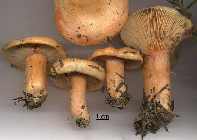 Lactarius salmonicolor